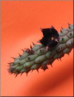Echidnopsis sharpei ssp ciliata